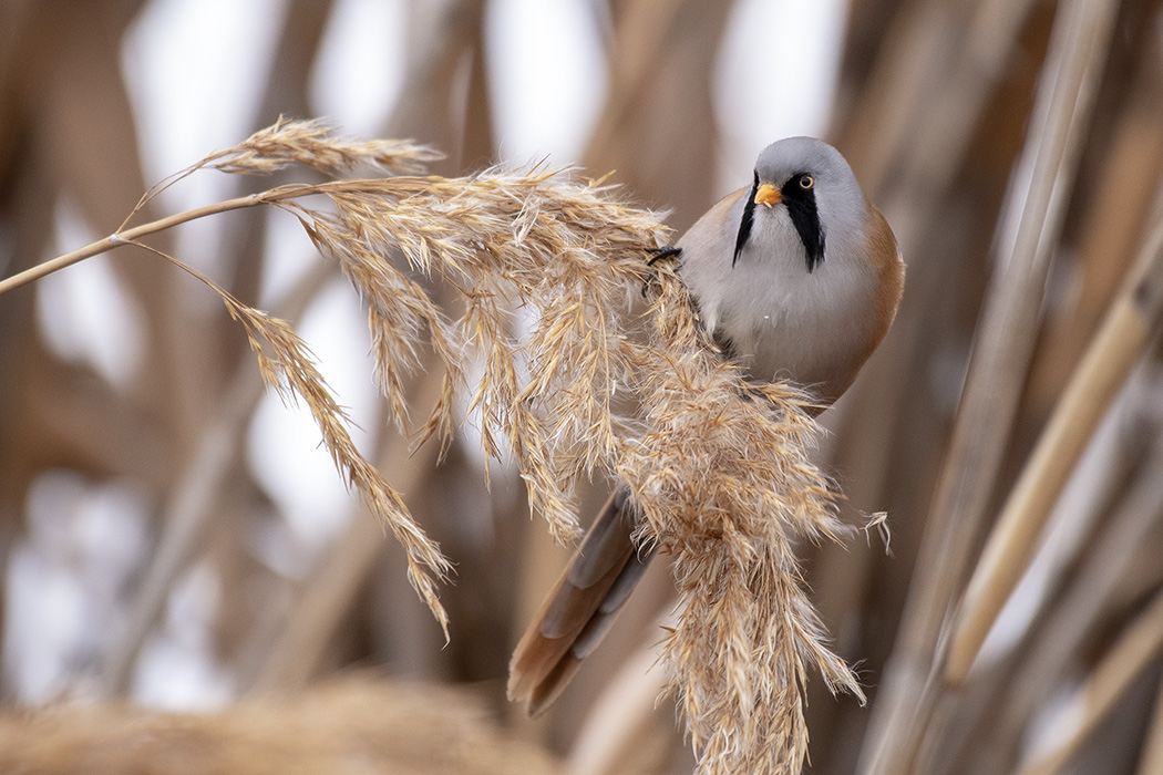 Bıyıklı baştankara