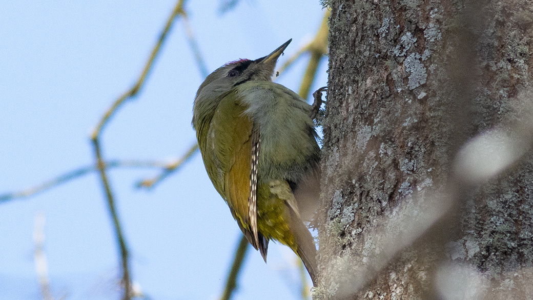 Küçük yeşil ağaçkakan
