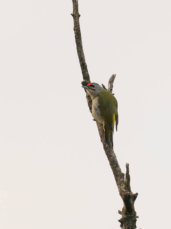 Küçük yeşil ağaçkakan