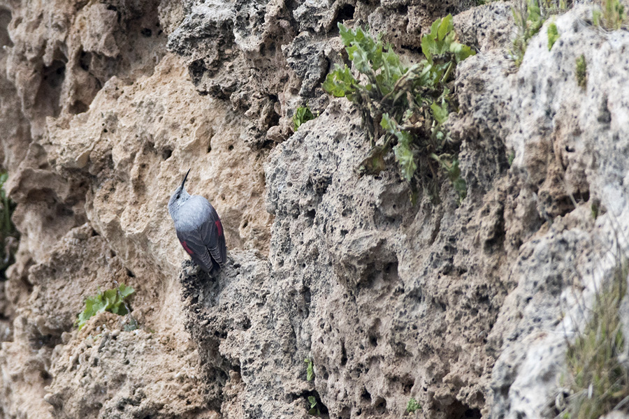 Duvar tırmaşıkkuşu