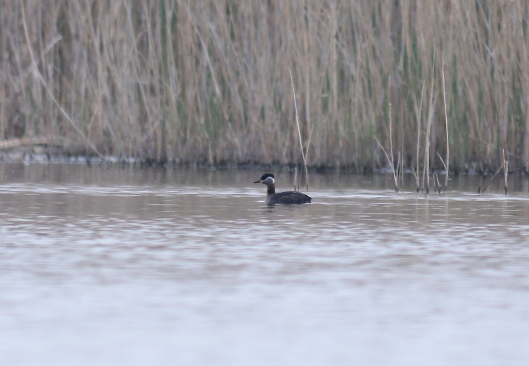 Kızılboyunlu batağan