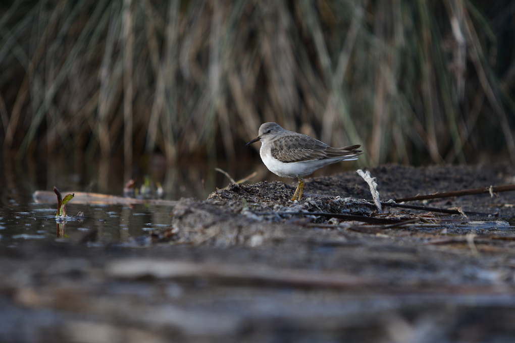Sarıbacaklı kumkuşu
