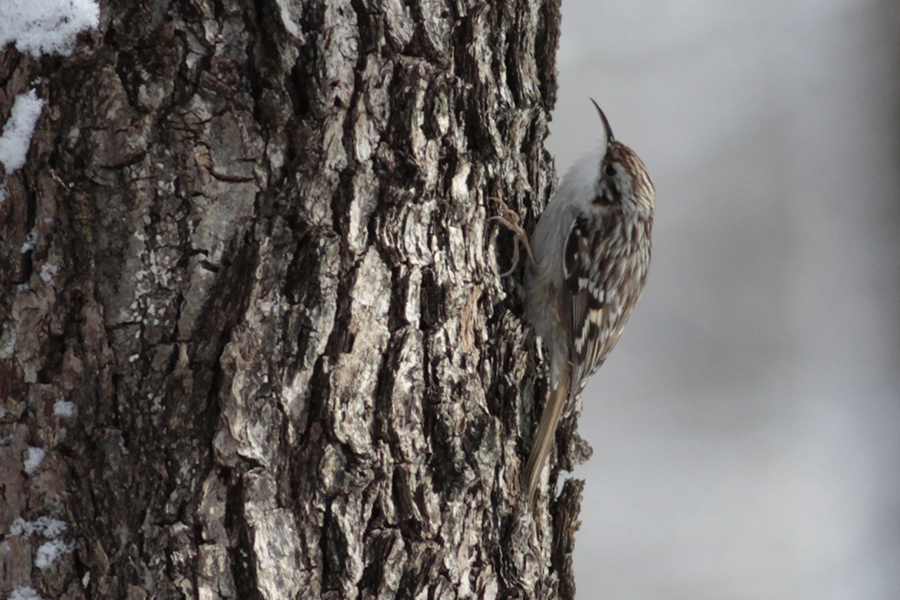 Bahçe tırmaşıkkuşu