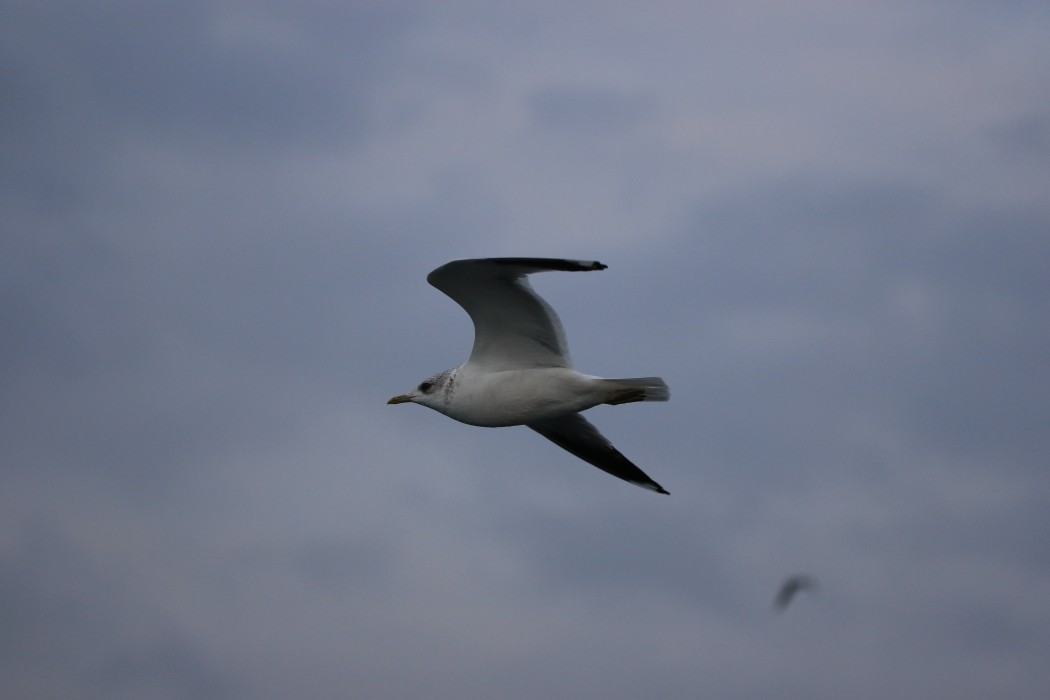 Küçük gümüş martı