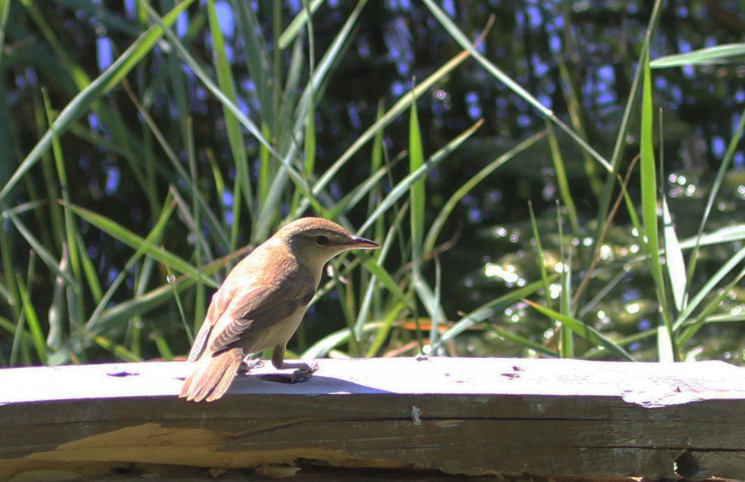 Büyük kamışçın