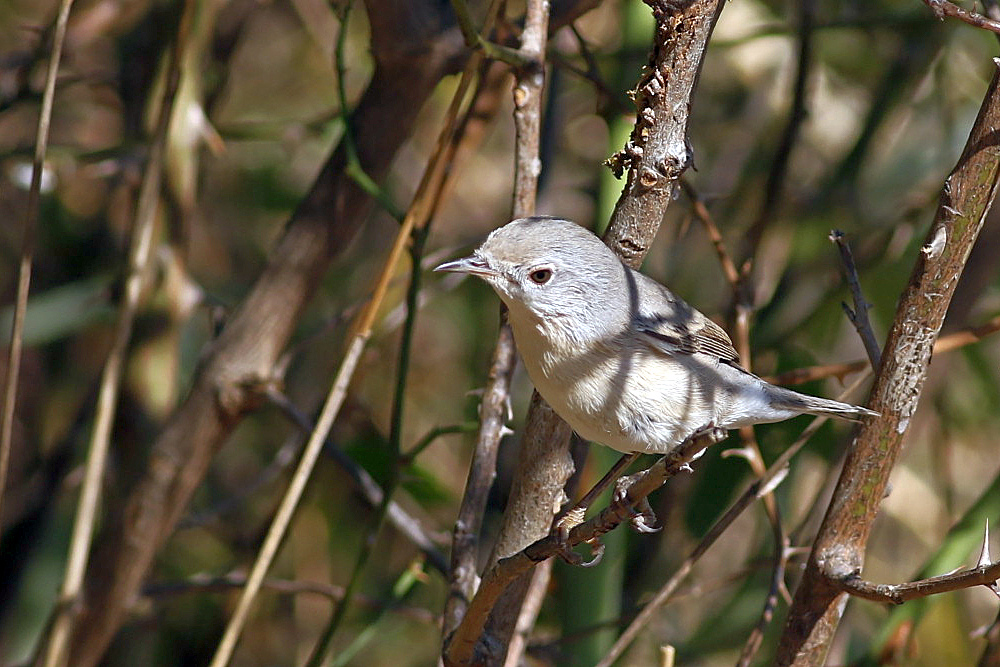 Bıyıklı ötleğen