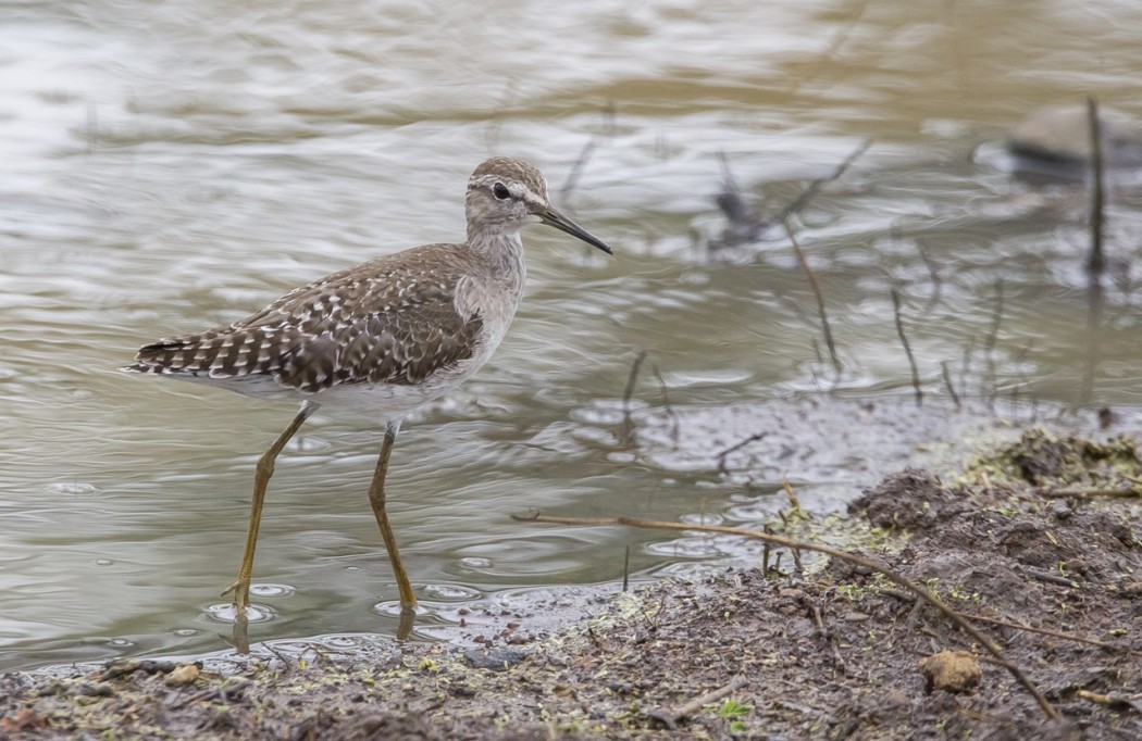 Orman düdükçünü