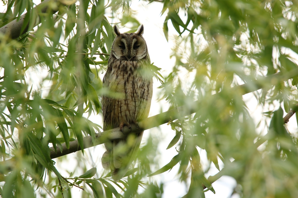 Kulaklı orman baykuşu
