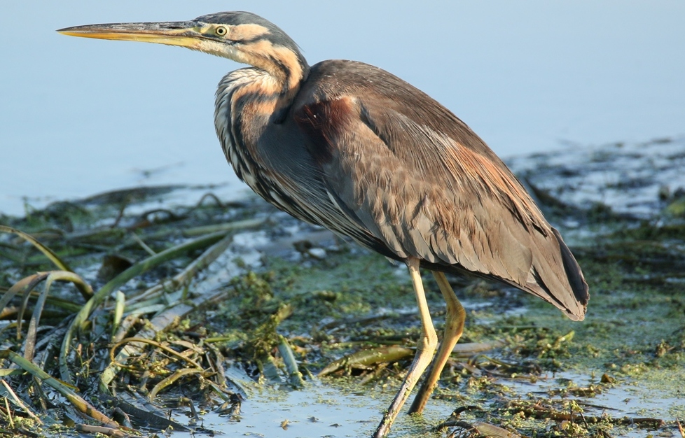 Erguvani balıkçıl