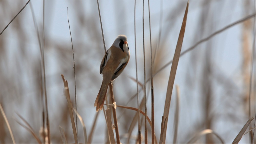 Bıyıklı baştankara