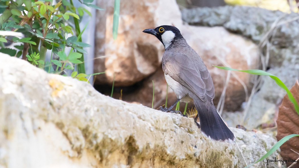 Akyanaklı arapbülbülü