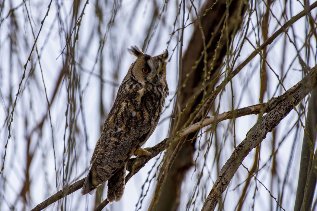 Kulaklı orman baykuşu