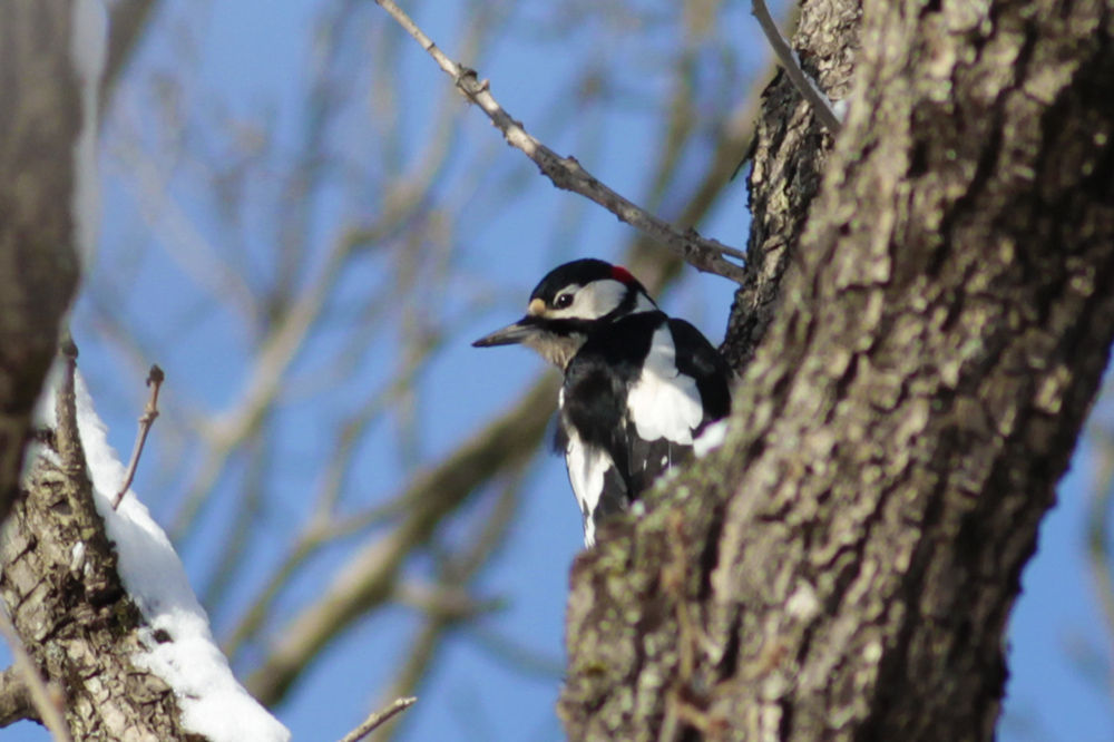 Orman alaca ağaçkakanı