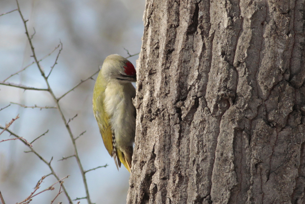 Küçük yeşil ağaçkakan