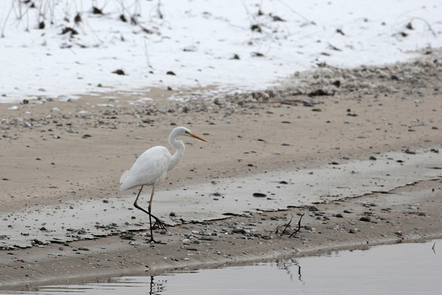 Büyük ak balıkçıl