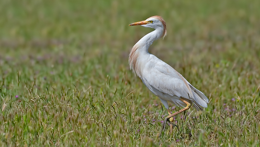 Sığır balıkçılı