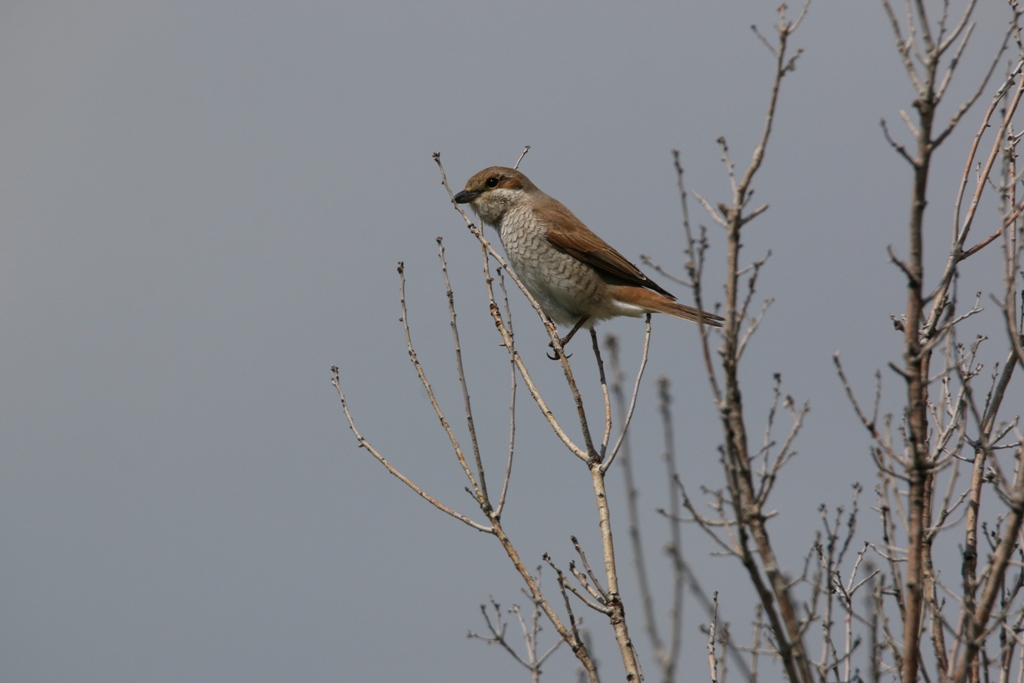 Kızılsırtlı örümcekkuşu