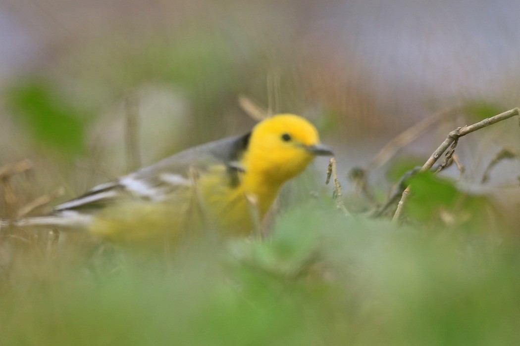Sarıbaşlı kuyruksallayan