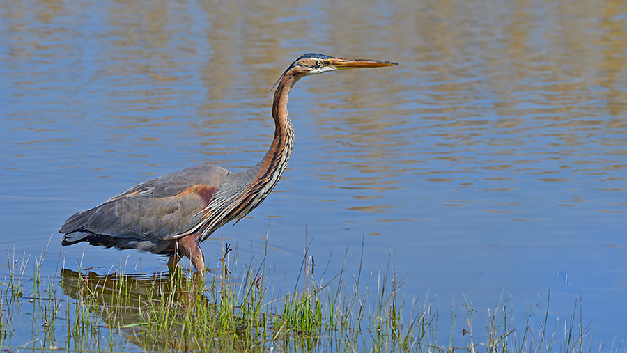 Erguvani balıkçıl