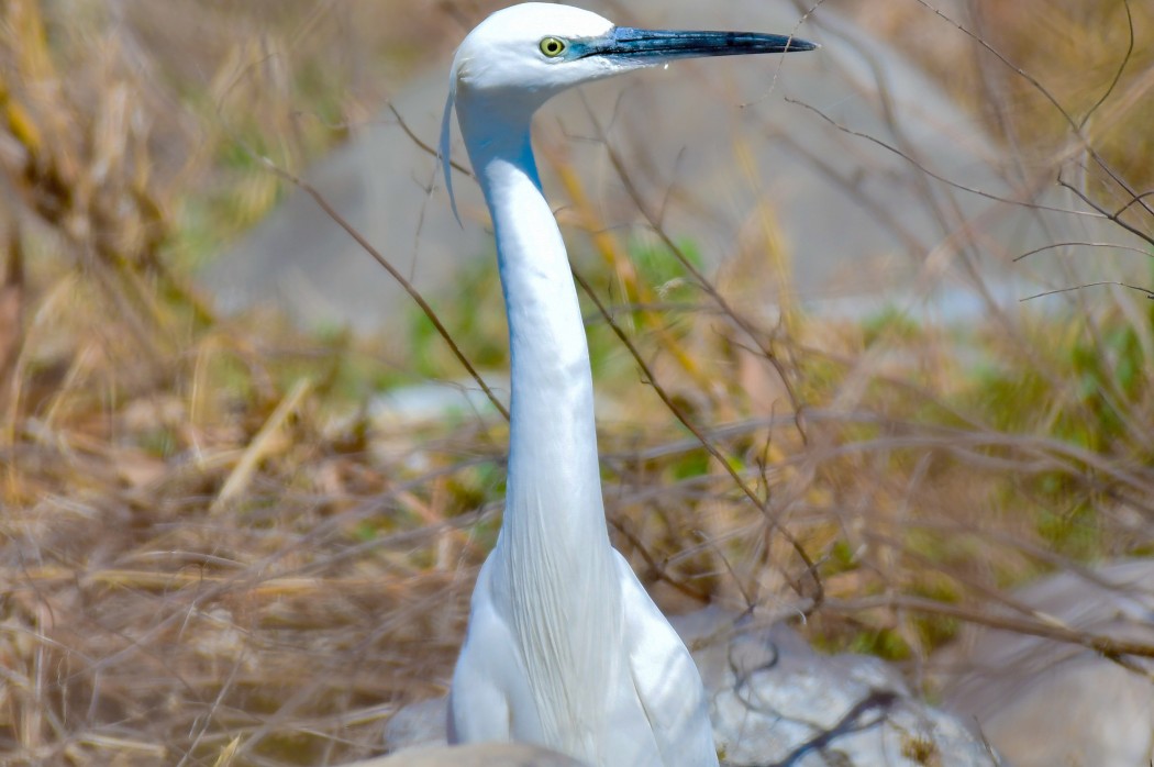 Küçük ak balıkçıl