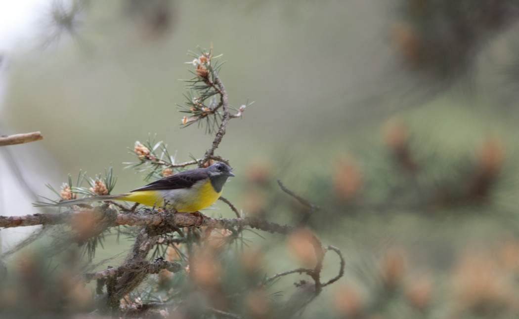 Dağ kuyruksallayanı