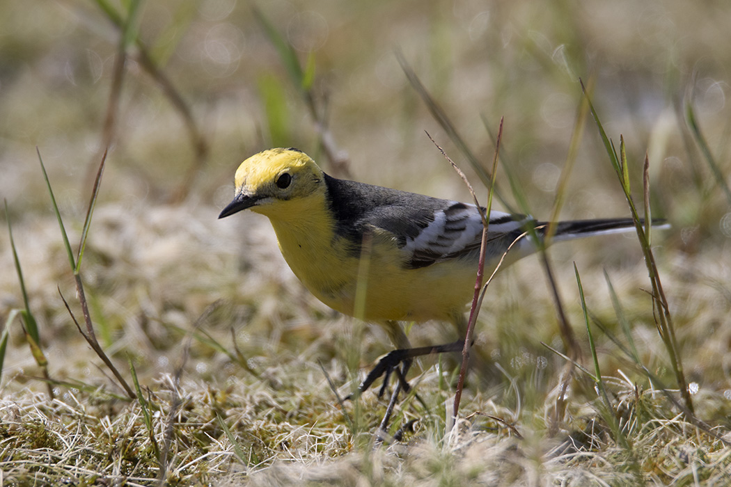 Sarıbaşlı kuyruksallayan