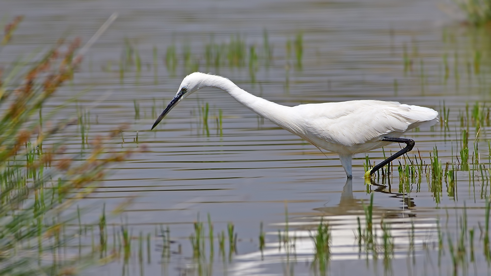 Küçük ak balıkçıl