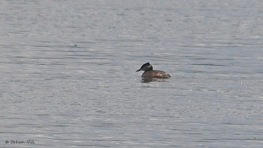 Kızılboyunlu batağan