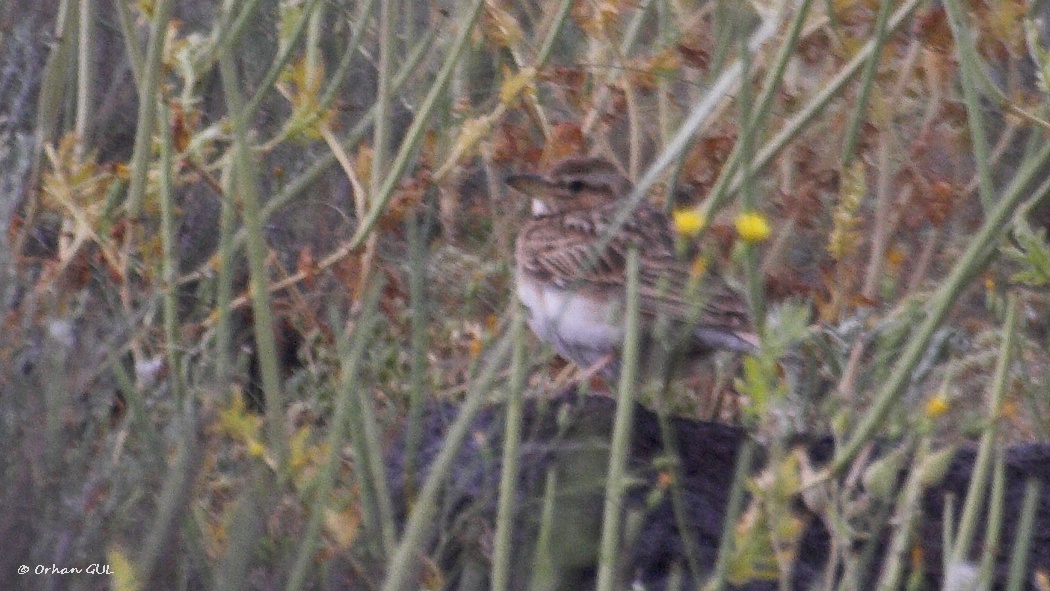 Küçük boğmaklı toygar