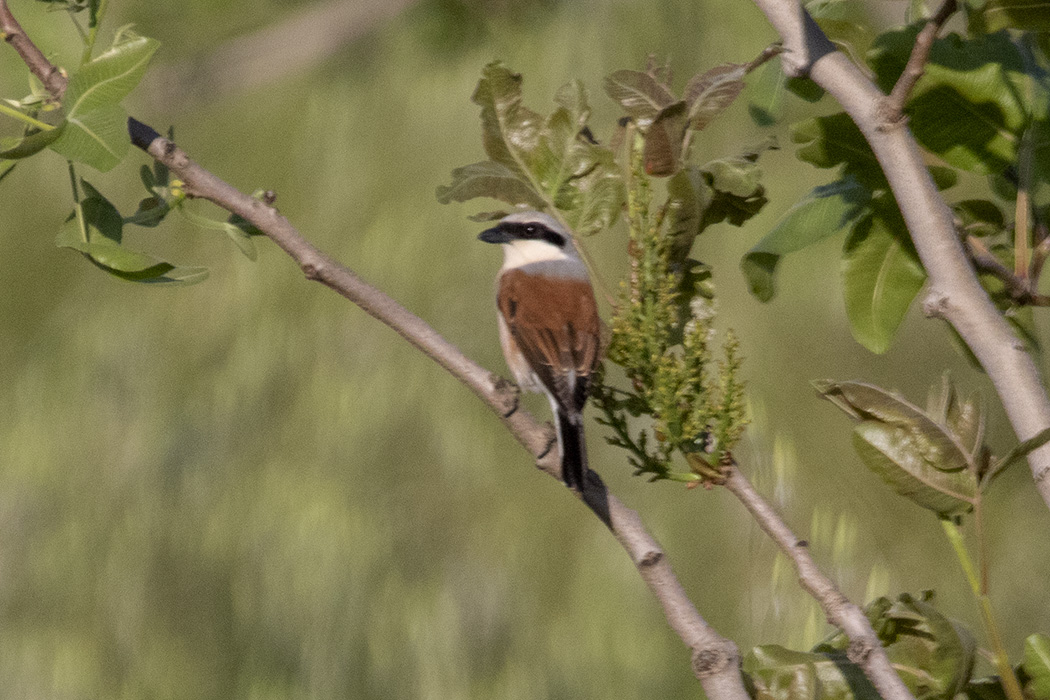 Kızılsırtlı örümcekkuşu