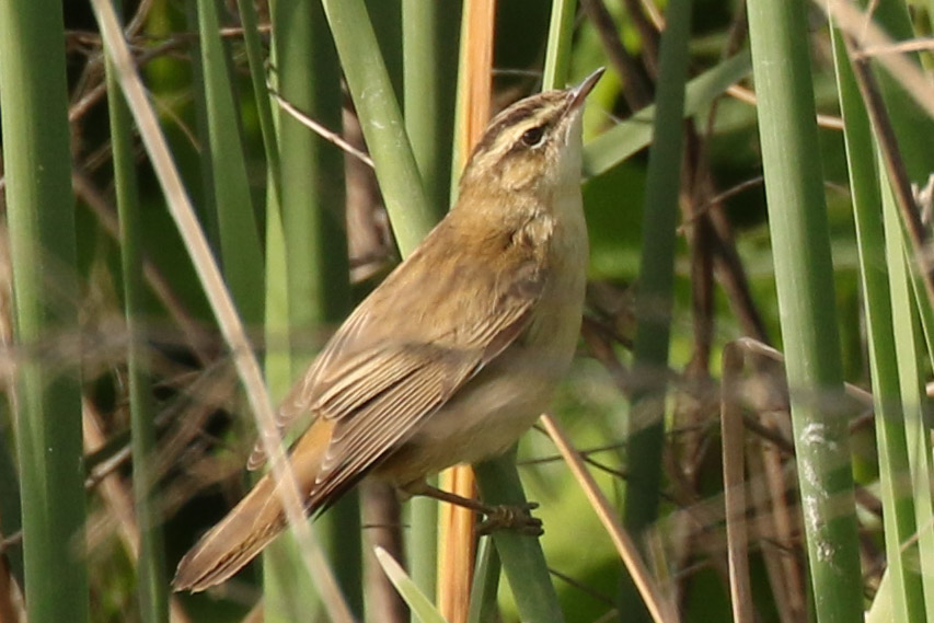 Kındıra kamışçını