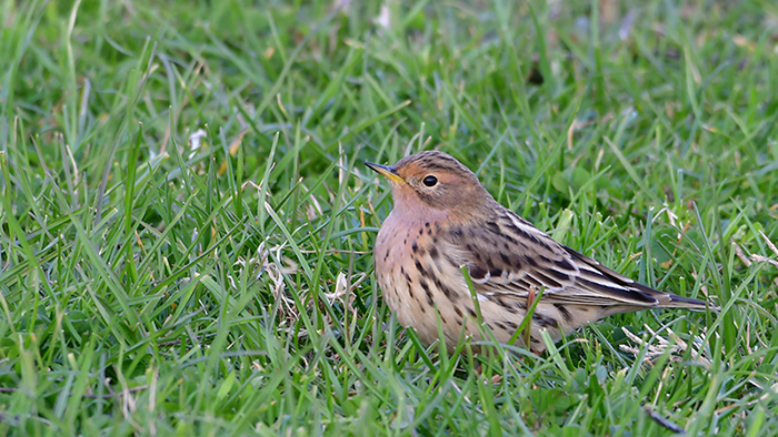 Kızılgerdanlı incirkuşu