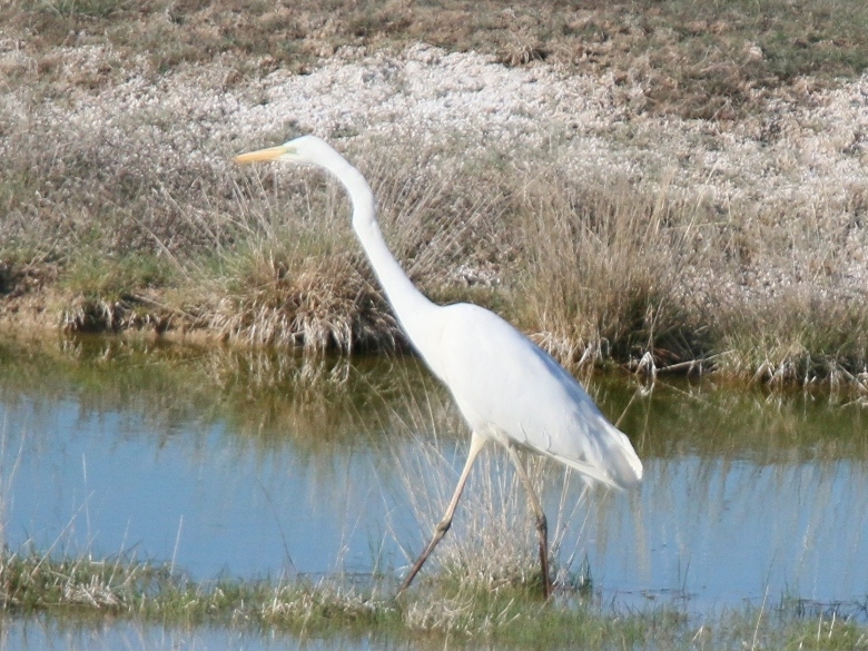 Büyük ak balıkçıl