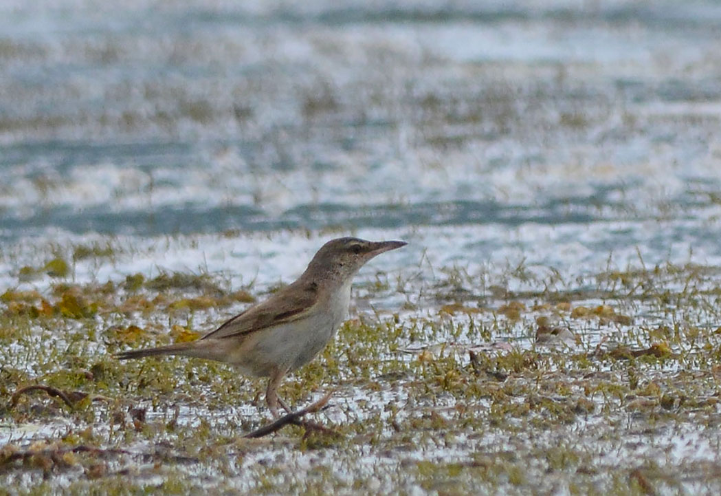 Büyük kamışçın