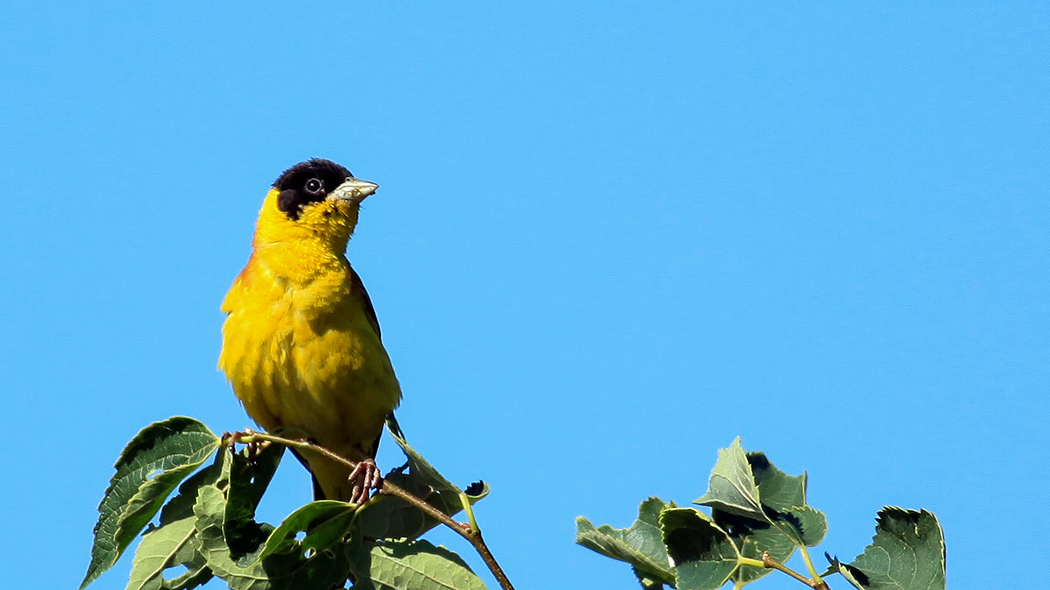 Karabaşlı kirazkuşu