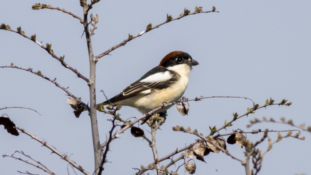 Kızılbaşlı örümcekkuşu