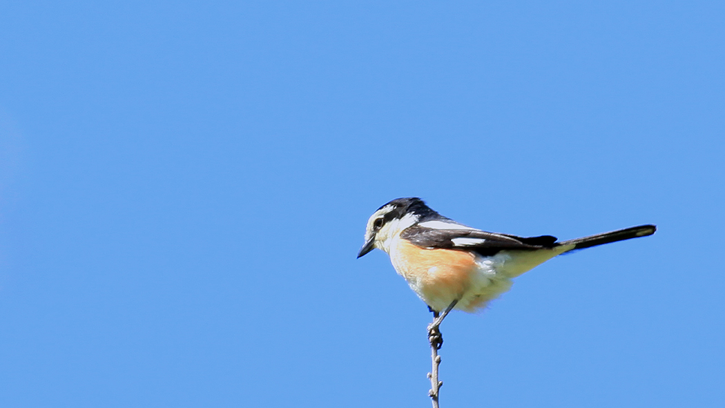 Maskeli örümcekkuşu