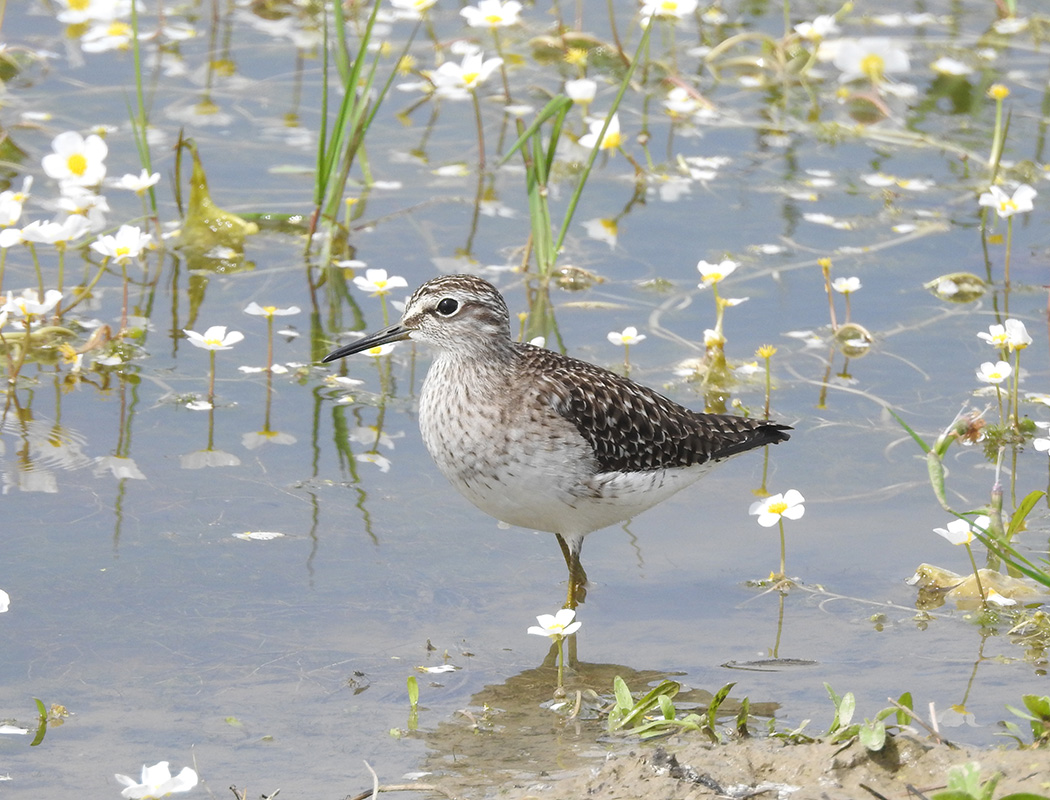 Orman düdükçünü