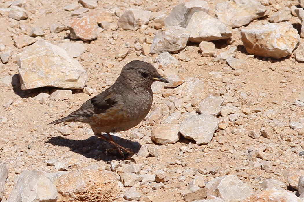 Büyük dağbülbülü