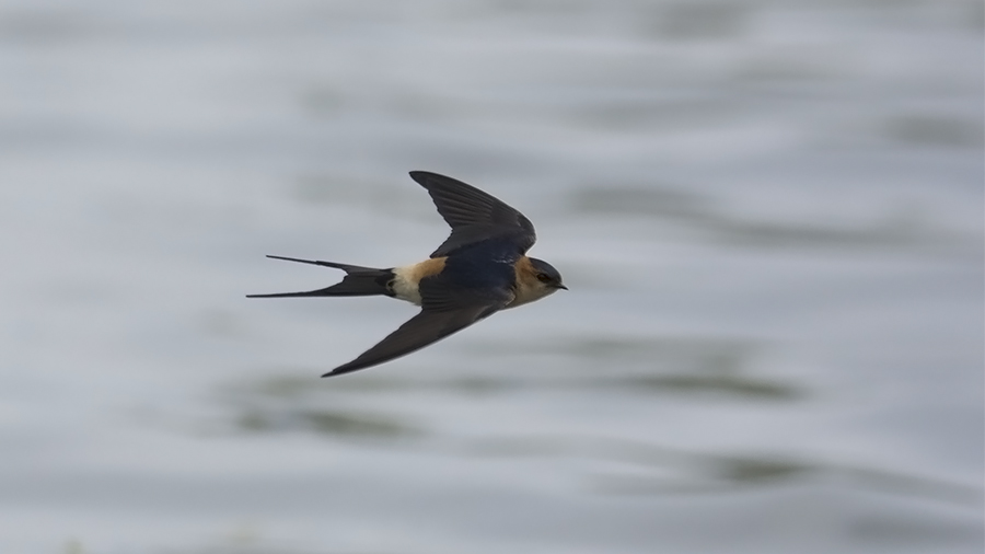 Kızıl kırlangıç