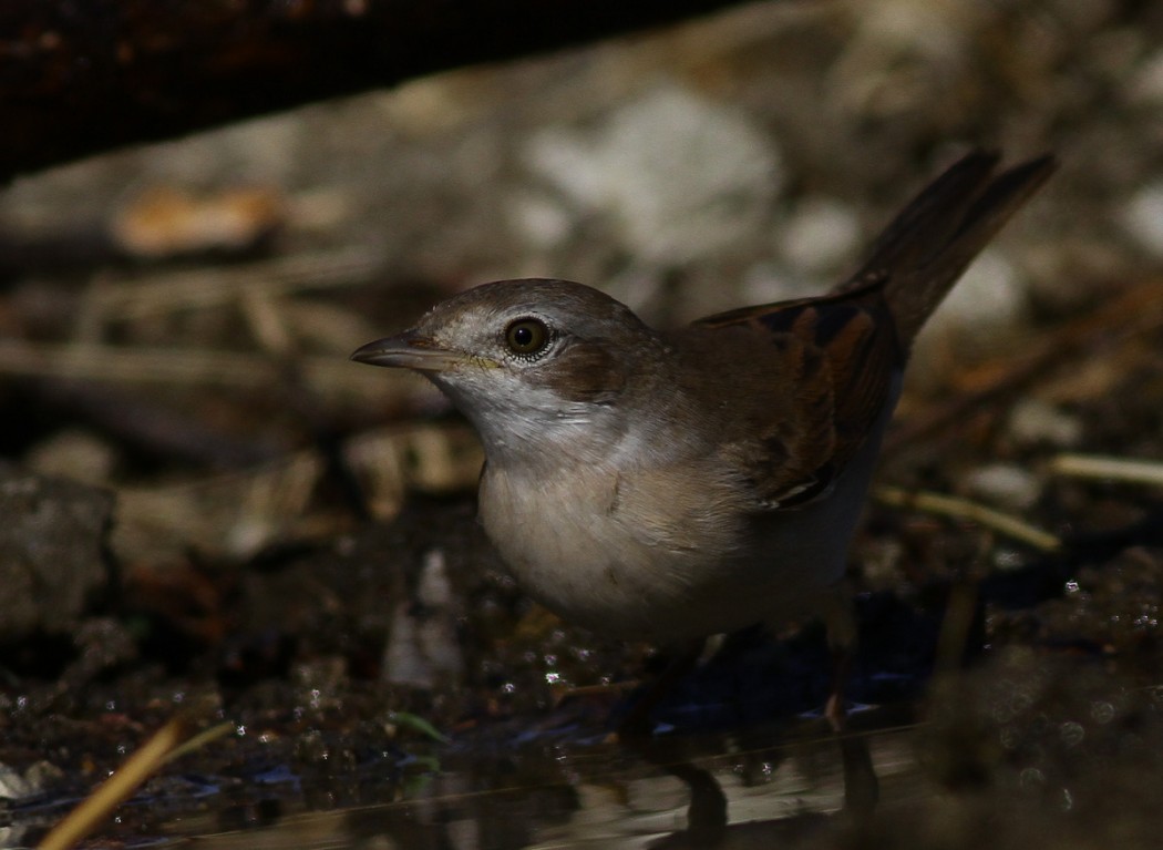 Akgerdanlı ötleğen