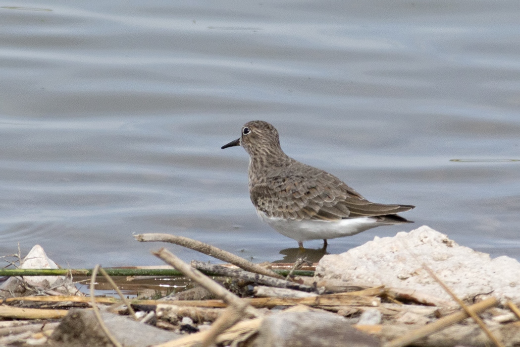 Sarıbacaklı kumkuşu