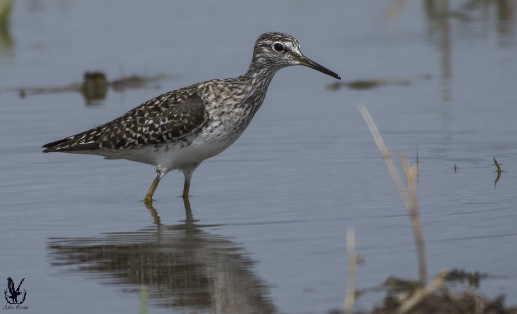 Orman düdükçünü