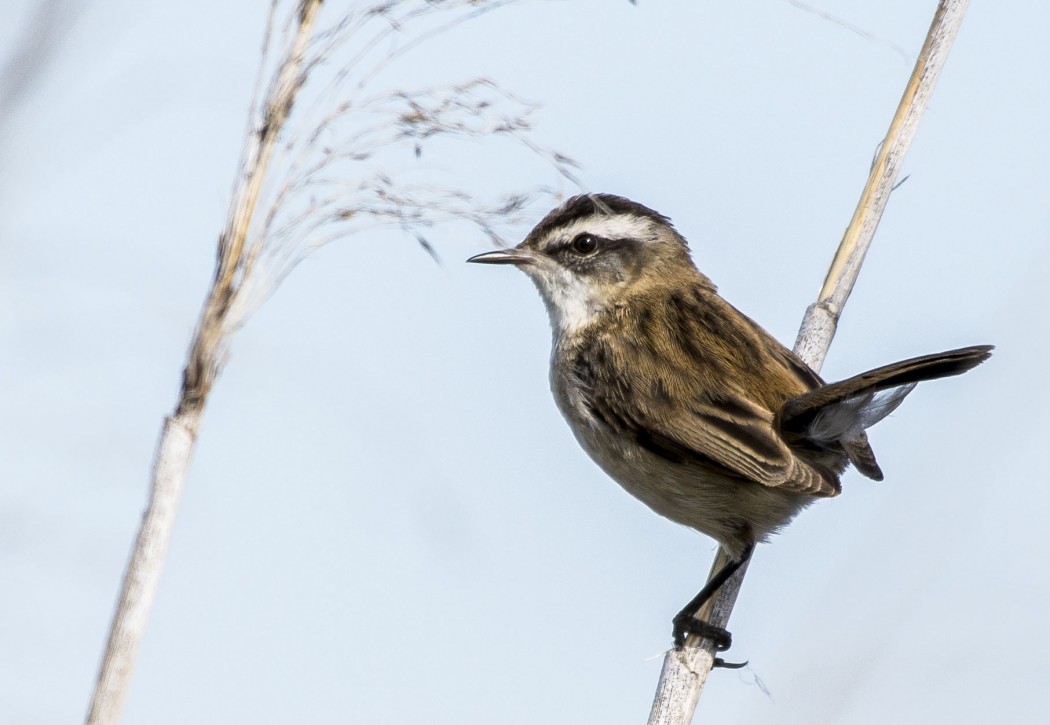 Bıyıklı kamışçın