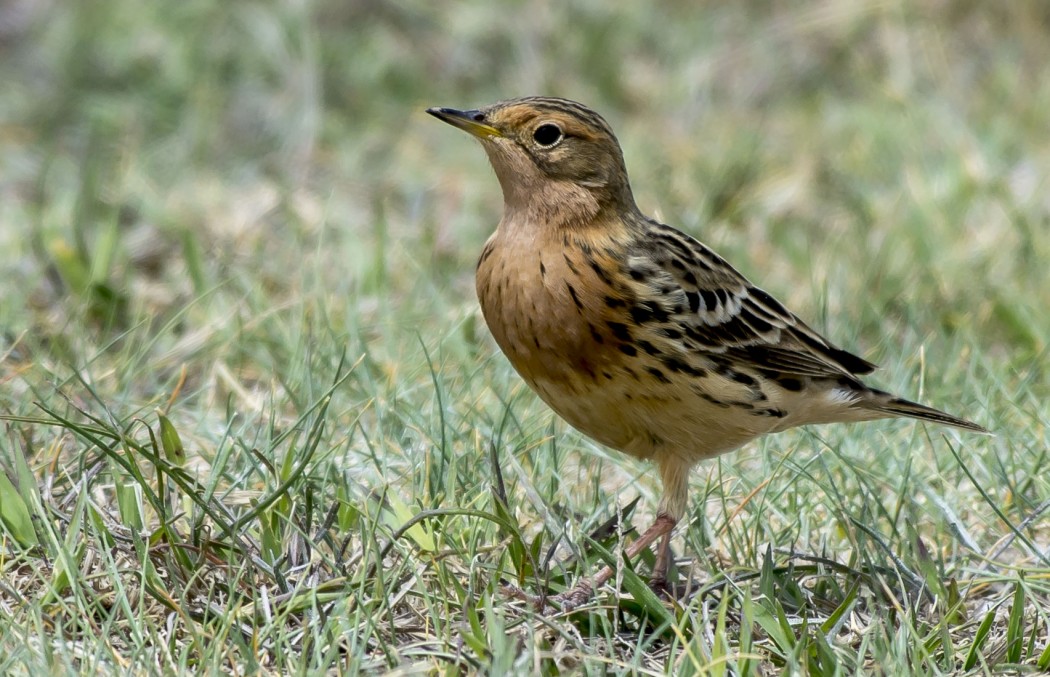Kızılgerdanlı incirkuşu