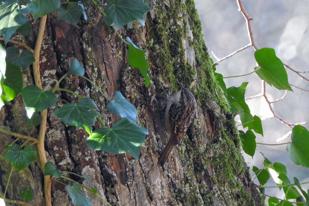 Bahçe tırmaşıkkuşu