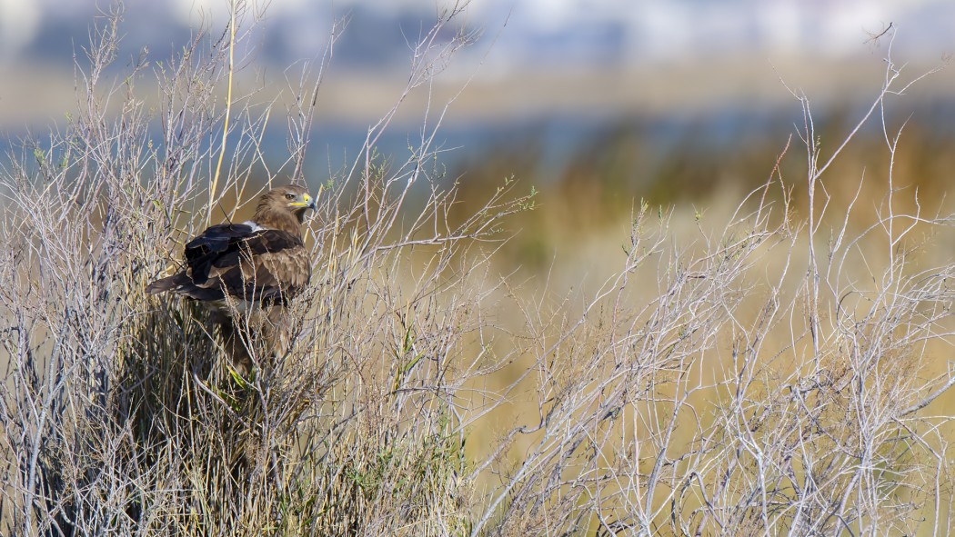 Büyük orman kartalı