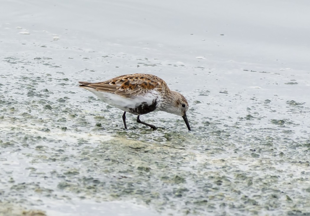 Karakarınlı kumkuşu