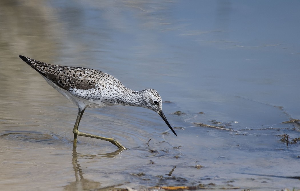 Bataklık düdükçünü