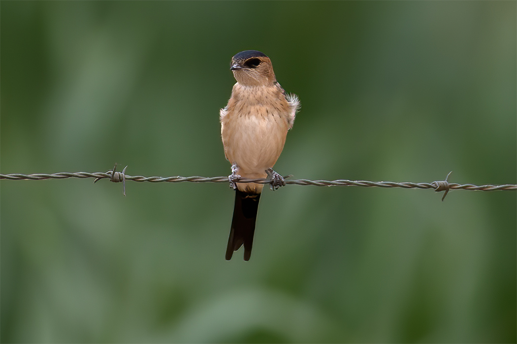 Kızıl kırlangıç